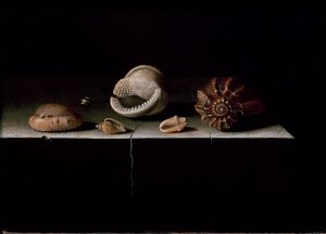 Six Shells on a Stone Shelf